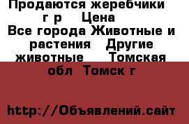 Продаются жеребчики 14,15 16 г.р  › Цена ­ 177 000 - Все города Животные и растения » Другие животные   . Томская обл.,Томск г.